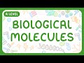 Biological Molecules and Reactions