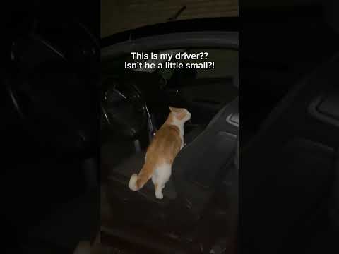 Orange cat driver