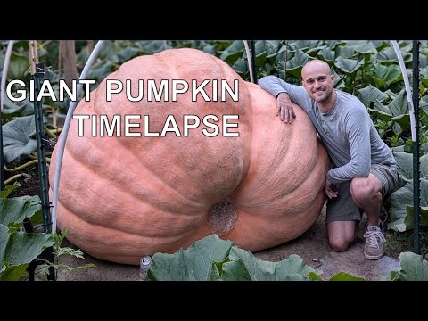 1837 lb Giant Pumpkin Timelapse