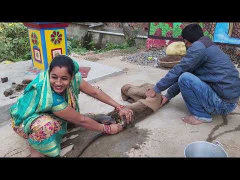 It's very difficult to wash but it's our priority to save this innocent injured mother langoor.