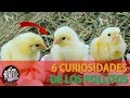 Curiosidades sobre los pollos
