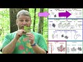 Leaf Structure and Characteristics