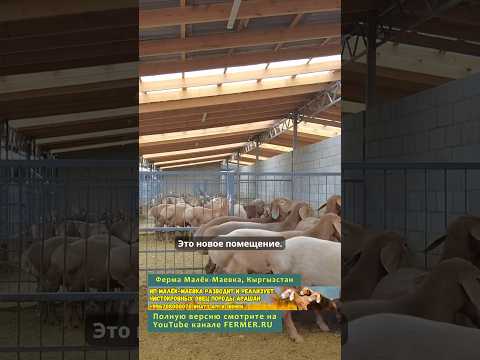 Отличный навес для стойлового содержания баранов