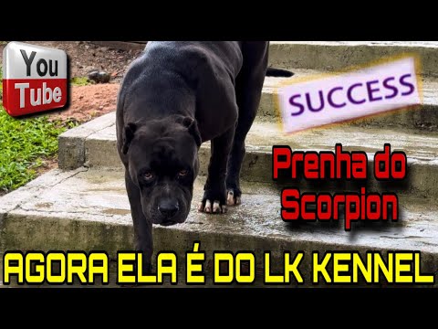 🚂 LK Kennel comprou a maior matriz do canil prenha do Scorpion