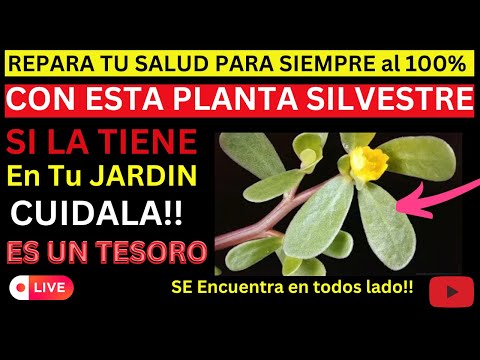 ¡ESTA Es LA MEJOR PLANTA Para Proteger la SALUD y Reparar los Daños, Para Sieempre!