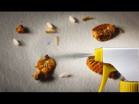 أقوى علاج منزلي طبيعي للتخلص من بق الفراش