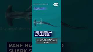 Rare hammerhead shark sighting off SoCal beach