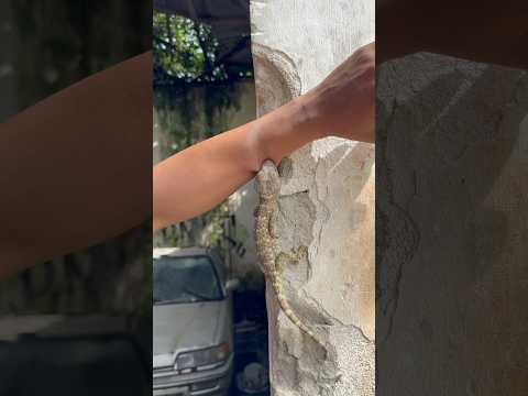 Il ne veut pas lâcher 😵