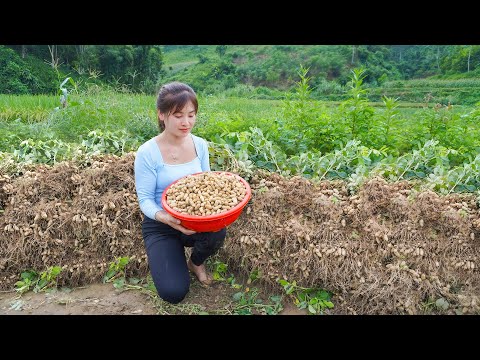Harvesting Peanuts Goes To Countryside Market Sell --Farm Life | My Bushcraft / Nhất