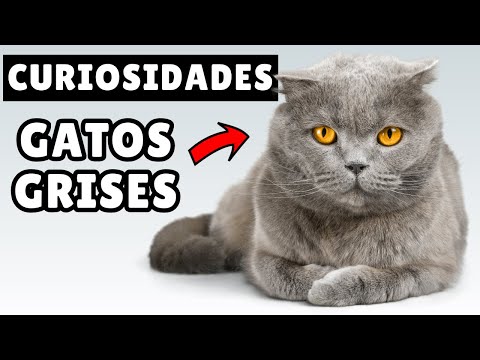 8 DATOS que no sabías sobre los gatos GRISES