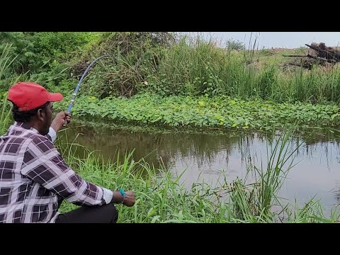 SMALL HOOK FLOAT 🎣 FISHING TECHNIQUE BEST BIG TILAPIA FISHES TO CATCHING in Krishna Village Fishing