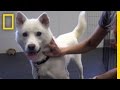 Understanding the ASPCA Behavioral Rehabilitation Center