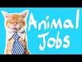 Animal Roles and Assistance
