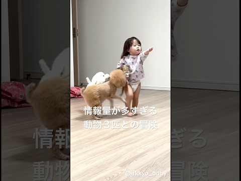 情報量がすごい..ペット３匹を引き連れるベイビー #フェレット #犬 #いぬのきもち #犬のいる暮らし #baby #実況 saorin_1226さんより！