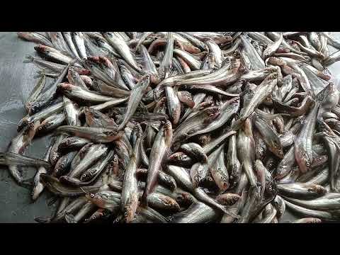 Amazing Small Fish Video