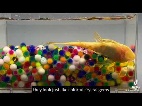 The Surprising Experiment: Cleaner Fish and Water Beads