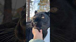 The panther grumbles ☹️