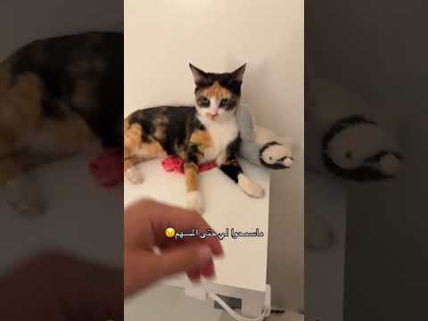 بخشم التونة ! #هتضحك #catfunny #اكسبلور #كوميديات #catvideos #قطط #funnycatvideos #funny #funnycat