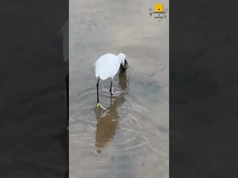 Garça salva peixe ou peixe escapou? #conhecimento #interessantes