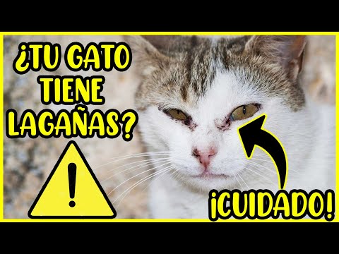 ¿Por Qué Mi Gato Tiene Lagañas? Causas y Cómo Tratarlas - SiamCatChannel