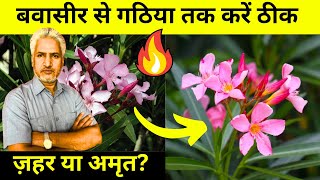 ज़हर या अमृत? कनेर के 5 छुपे हुए फायदे, जो बवासीर से गठिया तक ठीक कर सकते हैं | Nerium oleander