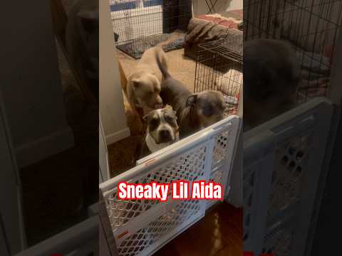 I can’t believe Aida snuck out while I was gone. #americanbully #doglife #viralvideo