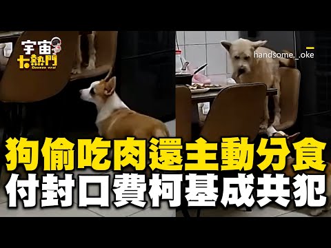 狗爬桌大口偷吃肉！主動分食「封口費」害柯基成共犯 @cosmosviral