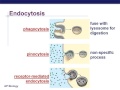 Exploring Cell Membrane Transport Mechanisms