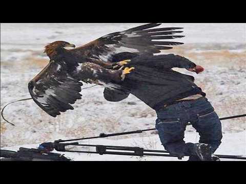 Top 7 Best Eagle Attacks (Wolf, Bear... & Human)