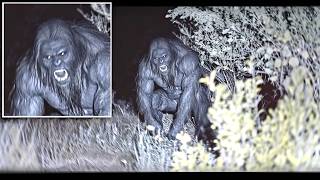 Top 5 Bigfoot/Sasquatch Encounters 2024
