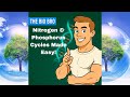 Phosphorus and Nitrogen Cycles