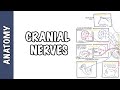 Cranial Nerves and Their Functions