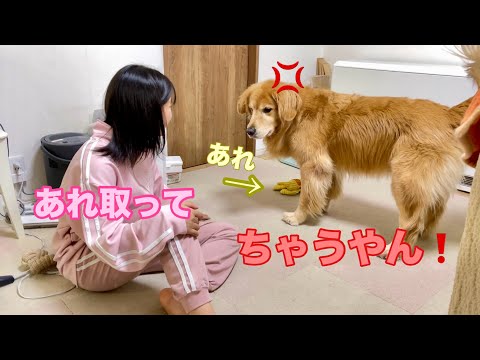 違う名前であれ取ってをお願いするとツッコミを入れてくる大型犬クッキー【ゴールデンレトリバーとミニチュアダックスフンド】