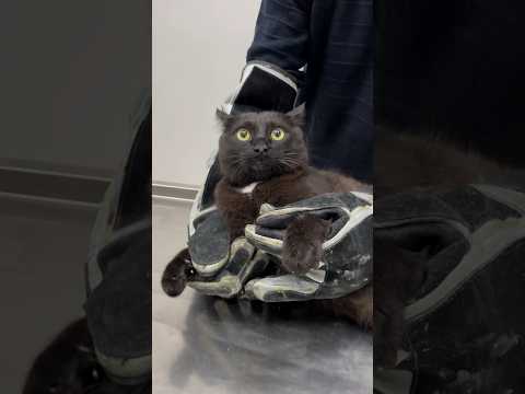 Boxa girmeyen kedi 😅 #cat #animals #kedi
