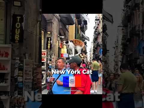 Nationality Cats 💀 #edit #shortsvideo