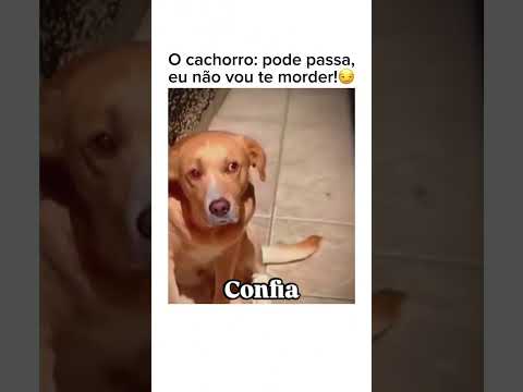 Vai pode confiar #shorts #humor