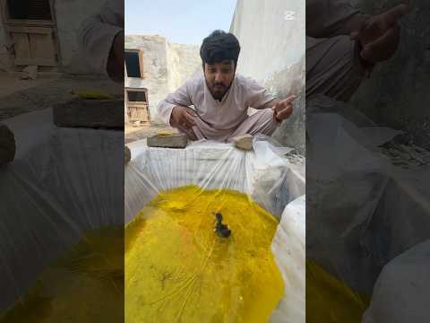 Duck baby ka swimming pool bun diya #shortvideo #youtubeshort #petshorts#shorts