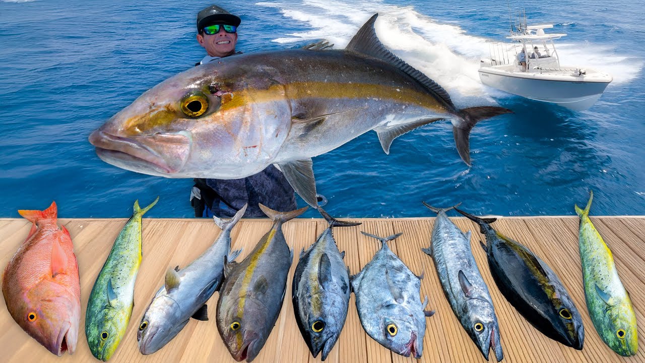 CAUGHT Every Deep Sea Fish. Catch Clean Cook (Amberjack)