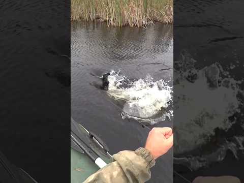 ДА ОНО ПРОСТО НА ПОЛ ЛОДКИ...))ЭТОГО НЕ МОЖЕТ БЫТЬ..#кружки #щука #рыбалка #fishing