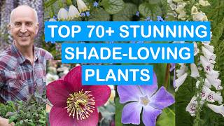 TOP 70+ STUNNING SHADE-LOVING PLANTS