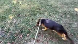 Luna sucht ein Zuhause