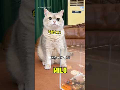 Milo dan kepiting semangka lucu #shorts