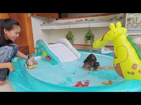 Best Compilation| Super monkey kuku and Su is happy when his mother buys a swimming pool at home