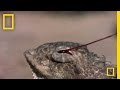 Regal Horned Lizard Facts