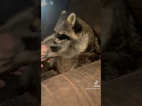 Playtime! Then wait for Mr. Cranky to appear! He was done!๐๐ #raccoon