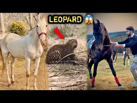 Warning‼️ PAAS Ke खेत Mai चीता 🐆 Aagya😱( NO CLICKBAIT ) Sabhi Animals Ka Dhyan Rakhna Pdega 😰