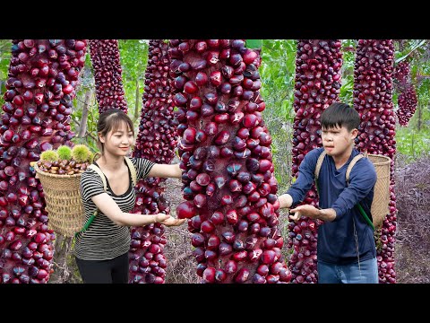 BREAKING! Harvesting Heavenly Chestnuts & go to market sell | Enjoying the Delicious Chestnuts