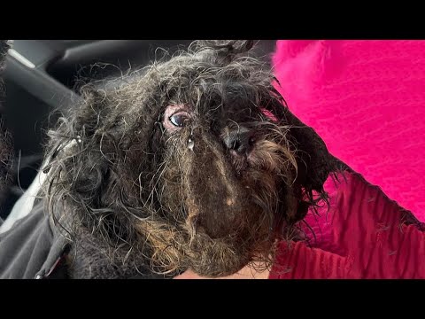 Dog Found with Matted Fur, Covered in Filth, Only His Frightened Eyes Visible Beneath the Neglect