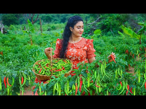 Green Chili Harvest ๐ถ๏ธ Curd Chili Prawn Vade Egg Curry and More Sri Lankan Spicy Recipes