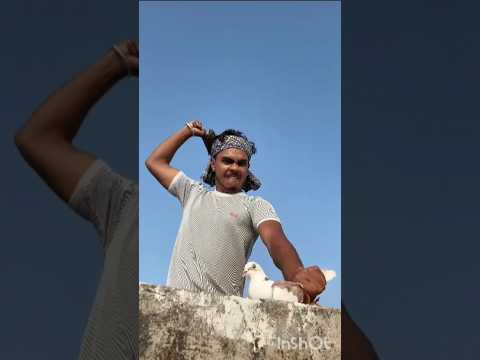 #shortvideos 😭#pigeon #birds #music new#shorts